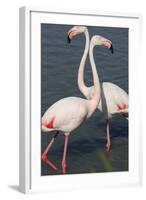 France, Camargue Park (Parc Naturel Regional de Carmague), Greater Flamingo (Phoenicopterus Roseus)-Samuel Magal-Framed Photographic Print