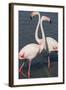 France, Camargue Park (Parc Naturel Regional de Carmague), Greater Flamingo (Phoenicopterus Roseus)-Samuel Magal-Framed Photographic Print