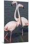 France, Camargue Park (Parc Naturel Regional de Carmague), Greater Flamingo (Phoenicopterus Roseus)-Samuel Magal-Mounted Photographic Print