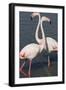 France, Camargue Park (Parc Naturel Regional de Carmague), Greater Flamingo (Phoenicopterus Roseus)-Samuel Magal-Framed Photographic Print