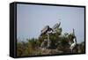 France, Camargue Park (Parc Naturel Regional de Carmague), Grey Heron (Ardea cinerea)-Samuel Magal-Framed Stretched Canvas