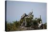 France, Camargue Park (Parc Naturel Regional de Carmague), Grey Heron (Ardea cinerea)-Samuel Magal-Stretched Canvas