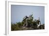 France, Camargue Park (Parc Naturel Regional de Carmague), Grey Heron (Ardea cinerea)-Samuel Magal-Framed Photographic Print