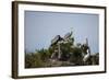 France, Camargue Park (Parc Naturel Regional de Carmague), Grey Heron (Ardea cinerea)-Samuel Magal-Framed Photographic Print