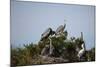 France, Camargue Park (Parc Naturel Regional de Carmague), Grey Heron (Ardea cinerea)-Samuel Magal-Mounted Photographic Print