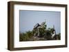 France, Camargue Park (Parc Naturel Regional de Carmague), Grey Heron (Ardea cinerea)-Samuel Magal-Framed Photographic Print