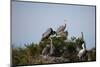 France, Camargue Park (Parc Naturel Regional de Carmague), Grey Heron (Ardea cinerea)-Samuel Magal-Mounted Photographic Print