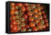 France, Centre, Chatillon Sur Loire. Fresh Vine Tomatoes at Market-Kevin Oke-Framed Stretched Canvas