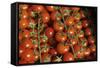 France, Centre, Chatillon Sur Loire. Fresh Vine Tomatoes at Market-Kevin Oke-Framed Stretched Canvas