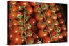 France, Centre, Chatillon Sur Loire. Fresh Vine Tomatoes at Market-Kevin Oke-Stretched Canvas