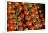 France, Centre, Chatillon Sur Loire. Fresh Vine Tomatoes at Market-Kevin Oke-Framed Photographic Print