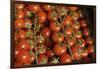 France, Centre, Chatillon Sur Loire. Fresh Vine Tomatoes at Market-Kevin Oke-Framed Photographic Print