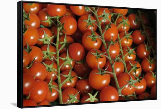 France, Centre, Chatillon Sur Loire. Fresh Vine Tomatoes at Market-Kevin Oke-Framed Stretched Canvas