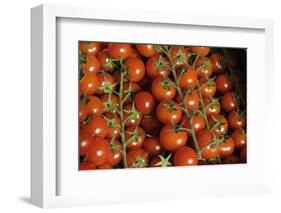 France, Centre, Chatillon Sur Loire. Fresh Vine Tomatoes at Market-Kevin Oke-Framed Photographic Print