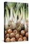 France, Centre, Chatillon Sur Loire. Onions and Leeks at Farmer Market-Kevin Oke-Stretched Canvas