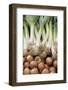 France, Centre, Chatillon Sur Loire. Onions and Leeks at Farmer Market-Kevin Oke-Framed Photographic Print