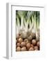 France, Centre, Chatillon Sur Loire. Onions and Leeks at Farmer Market-Kevin Oke-Framed Photographic Print