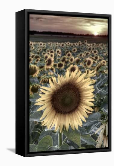 France, Centre Region, Indre-Et-Loire, Sainte Maure De Touraine, Sunflowers in Sunflower Field-Alan Copson-Framed Stretched Canvas