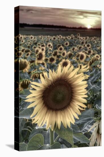 France, Centre Region, Indre-Et-Loire, Sainte Maure De Touraine, Sunflowers in Sunflower Field-Alan Copson-Stretched Canvas