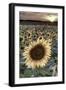 France, Centre Region, Indre-Et-Loire, Sainte Maure De Touraine, Sunflowers in Sunflower Field-Alan Copson-Framed Photographic Print