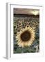 France, Centre Region, Indre-Et-Loire, Sainte Maure De Touraine, Sunflowers in Sunflower Field-Alan Copson-Framed Photographic Print