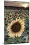 France, Centre Region, Indre-Et-Loire, Sainte Maure De Touraine, Sunflowers in Sunflower Field-Alan Copson-Mounted Photographic Print