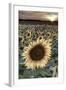 France, Centre Region, Indre-Et-Loire, Sainte Maure De Touraine, Sunflowers in Sunflower Field-Alan Copson-Framed Photographic Print