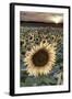 France, Centre Region, Indre-Et-Loire, Sainte Maure De Touraine, Sunflowers in Sunflower Field-Alan Copson-Framed Photographic Print