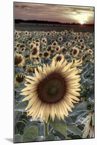 France, Centre Region, Indre-Et-Loire, Sainte Maure De Touraine, Sunflowers in Sunflower Field-Alan Copson-Mounted Photographic Print