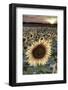 France, Centre Region, Indre-Et-Loire, Sainte Maure De Touraine, Sunflowers in Sunflower Field-Alan Copson-Framed Photographic Print