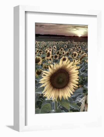 France, Centre Region, Indre-Et-Loire, Sainte Maure De Touraine, Sunflowers in Sunflower Field-Alan Copson-Framed Photographic Print