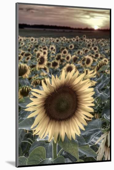 France, Centre Region, Indre-Et-Loire, Sainte Maure De Touraine, Sunflowers in Sunflower Field-Alan Copson-Mounted Photographic Print