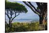 France, Cote D'Azur, Saint Tropez, Bay-Chris Seba-Stretched Canvas