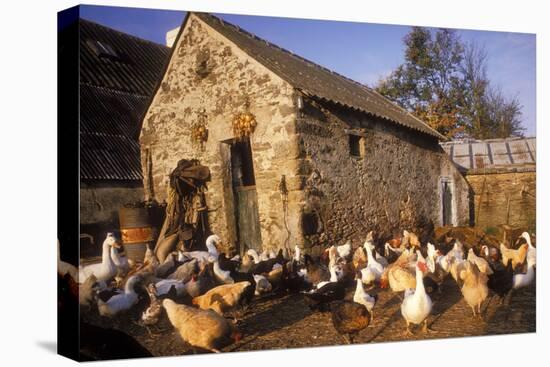 France Farmyard with Chickens-null-Stretched Canvas