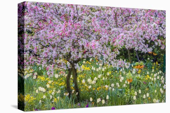 France, Giverny. Springtime in Claude Monet's Garden-Jaynes Gallery-Stretched Canvas