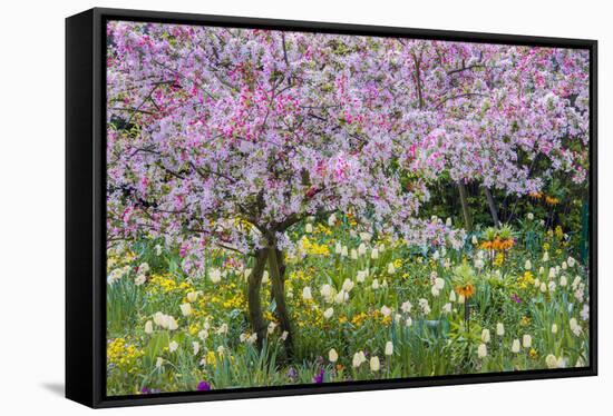 France, Giverny. Springtime in Claude Monet's Garden-Jaynes Gallery-Framed Stretched Canvas