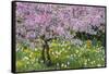 France, Giverny. Springtime in Claude Monet's Garden-Jaynes Gallery-Framed Stretched Canvas