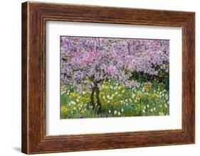 France, Giverny. Springtime in Claude Monet's Garden-Jaynes Gallery-Framed Photographic Print