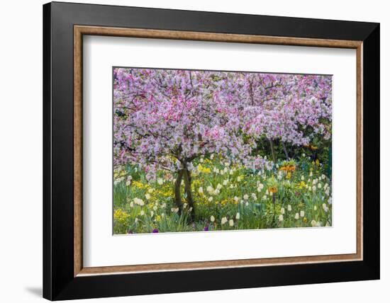 France, Giverny. Springtime in Claude Monet's Garden-Jaynes Gallery-Framed Photographic Print