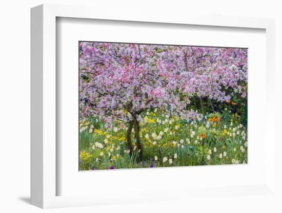 France, Giverny. Springtime in Claude Monet's Garden-Jaynes Gallery-Framed Photographic Print