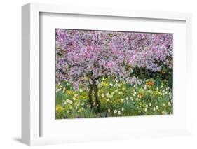 France, Giverny. Springtime in Claude Monet's Garden-Jaynes Gallery-Framed Photographic Print