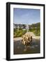 France, Loire Valley, Villandry Castle, The House of the Sun, Fountain-Samuel Magal-Framed Photographic Print