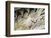 France, Lyon. Bird Carving at Basilica Notre Dame De Fourviere-Kevin Oke-Framed Photographic Print