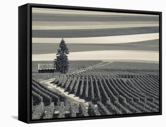 France, Marne, Champagne Region, Mont Aime, Elevated View of Vineyards and Fields-Walter Bibikow-Framed Stretched Canvas