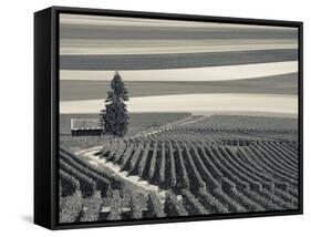 France, Marne, Champagne Region, Mont Aime, Elevated View of Vineyards and Fields-Walter Bibikow-Framed Stretched Canvas