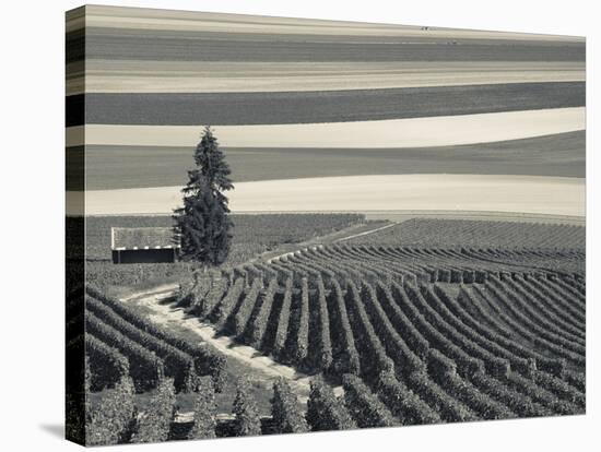 France, Marne, Champagne Region, Mont Aime, Elevated View of Vineyards and Fields-Walter Bibikow-Stretched Canvas