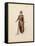 France, Paris, Costume Sketch for Guillame for Performance William Tell, at Paris Opera Garnier-null-Framed Stretched Canvas