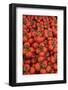 France, Paris. Tomatos, Thursday Market, Boulevard Saint Germain-Kevin Oke-Framed Photographic Print