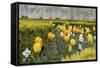 France, Paris. Tulips, Jardins Des Tuileries-Kevin Oke-Framed Stretched Canvas