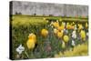 France, Paris. Tulips, Jardins Des Tuileries-Kevin Oke-Stretched Canvas